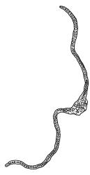 Dicranoloma dicarpum, cross-section of laminal cells, with costa, c. 1 mm above insertion. Drawn from A.J. Fife 7277, CHR 405869, and S. McLennan s.n., 28 Jan. 1985, CHR 466336.
 Image: R.C. Wagstaff © Landcare Research 2018 